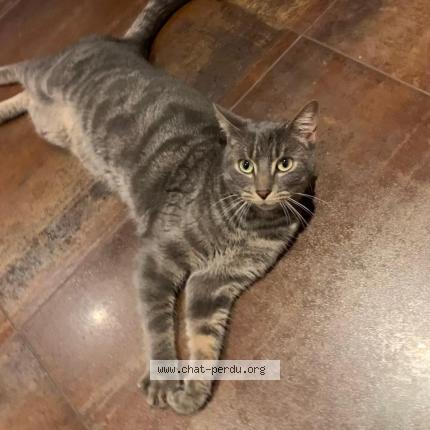 Foto 1/1 GAIA Chat perdido en Malville