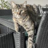 Foto del gato perdido en Bulles