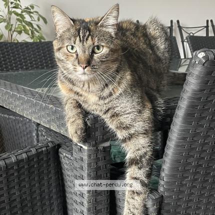 Foto 1/1 Louna Chat perdido en Bulles