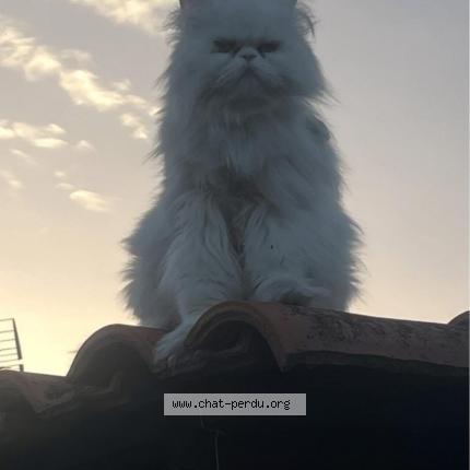 Foto 1/1 sammy Chat perdido en Port saint louis du rhone