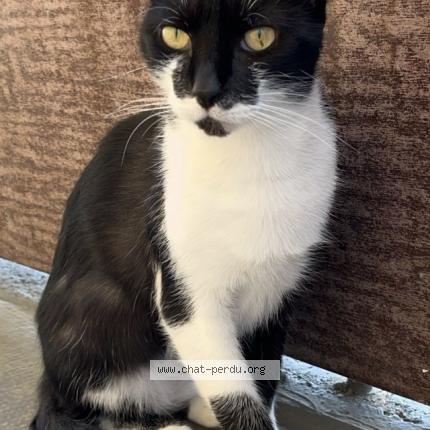 Foto 1/1 Paillette Chat perdido en Saint martin des entrees