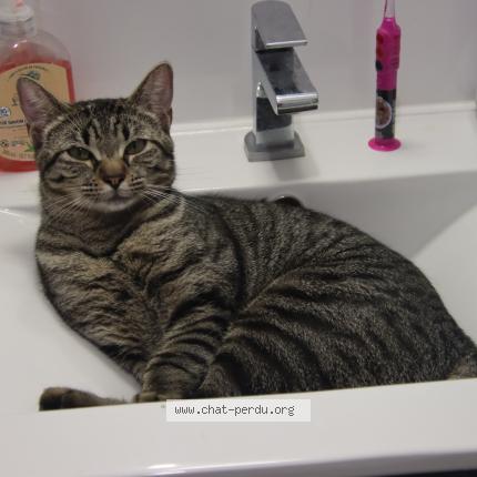 Foto 1/1 Tsuki Chat perdido en Guerande