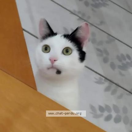 Foto 1/2 Tommy Chat perdido en Pordic