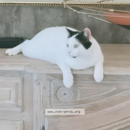 Foto 2/2 Tommy Chat perdido en Pordic