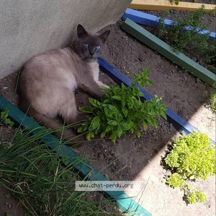 Foto 1/1 Saphir Chat perdido en Vannes