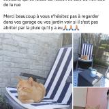 Foto del gato perdido en Moncheaux