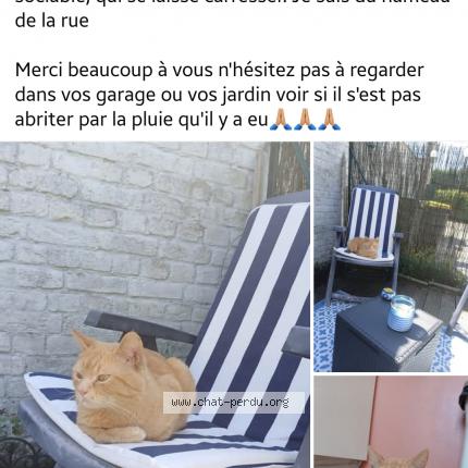 Foto 1/1 SHANKS Chat perdido en Moncheaux