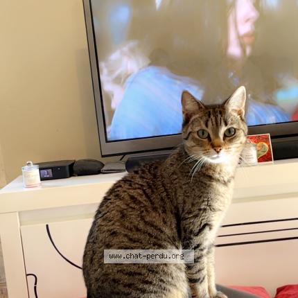 Foto 1/1 Taïra Chat perdido en Equeurdreville