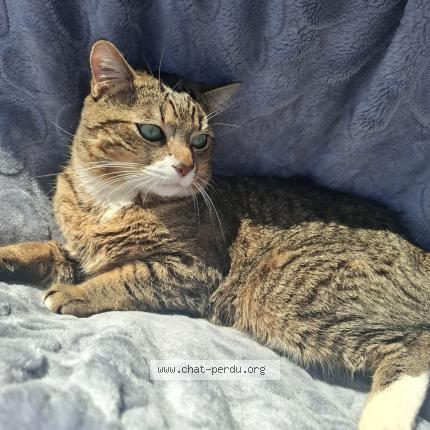 Foto 1/1 Toby Chat perdido en Garges les gonesse