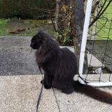 Foto del gato perdido en Etrelles