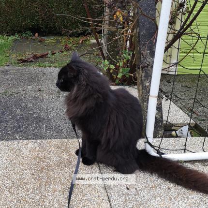 Foto 1/1 OPALE Chat perdido en Etrelles