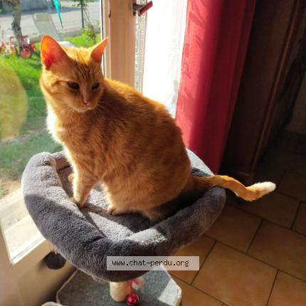 Foto 1/1 Coquin Chat perdido en Vignoux sur barangeon