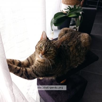 Foto 1/1 Mina Chat perdido en Trelaze