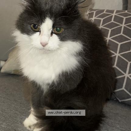 Foto 1/1 Lily Chat perdido en Clermont ferrand