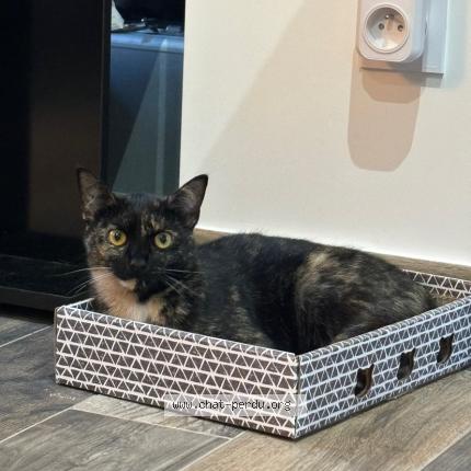 Foto 1/1 Fidji Chat perdido en Vaujours