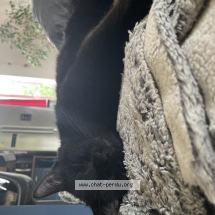 Foto 1/1 Vlad Chat perdido en Monclar de quercy