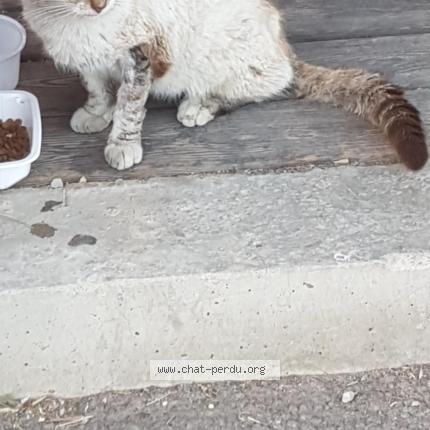 Foto 3/3 Gato encontrado Encontrado en Valserres
