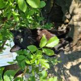 Foto del gato perdido en Chauvigne