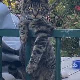 Foto del gato perdido en Canly