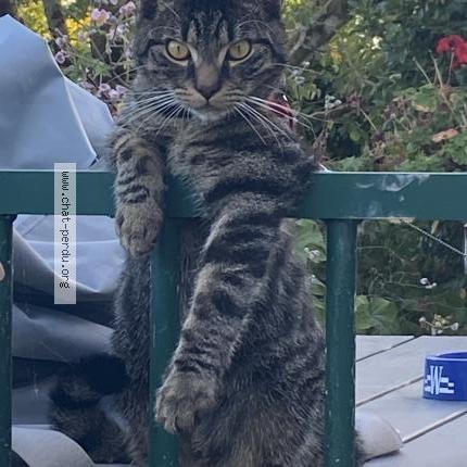 Foto 1/1 Gribouille Chat perdido en Canly