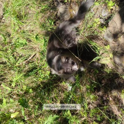 Foto 1/1 Ares Chat perdido en Pertuis