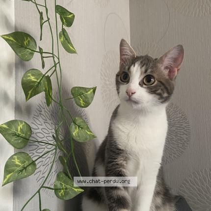 Foto 1/1 Romy Chat perdido en Besancon