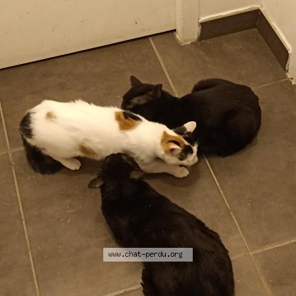 Foto 1/1 Zéna Chat perdido en Lunel