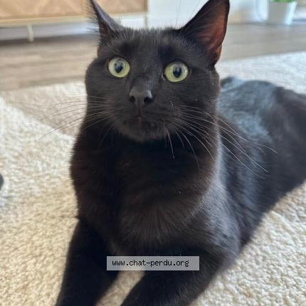 Foto 1/2 Una Chat perdido en Le creusot