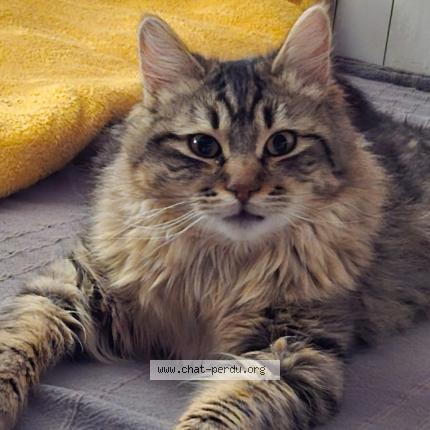 Foto 1/1 Smocky Chat perdido en Bourgoin jailleu