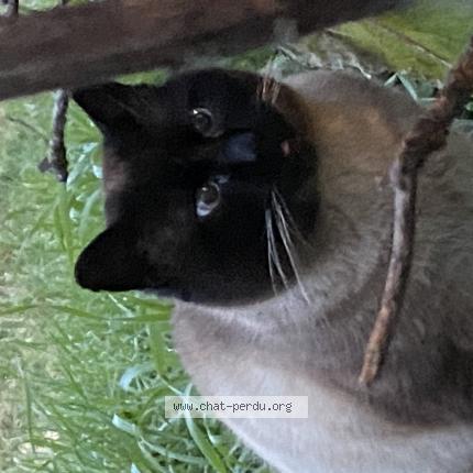 Foto 1/1 Gato encontrado Encontrado en Les mureaux