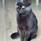 Foto del gato perdido en Frouard