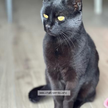 Foto 1/1 Ticka Chat perdido en Frouard