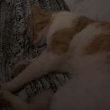 Foto del gato perdido en Berstett