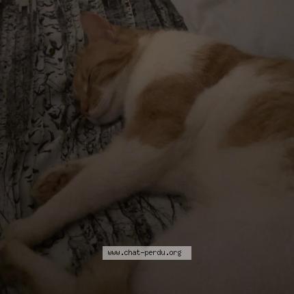 Foto 1/1 Benitto Chat perdido en Berstett