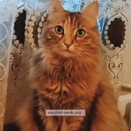 Foto 1/1 Rani Chat perdido en Albi