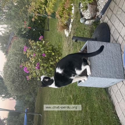 Foto 1/1 Oréo Chat perdido en Chateauneuf sur sarthe