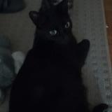 Foto del gato perdido en Montreal