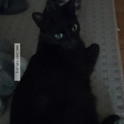 Foto 1/1 Mommy Chat perdido en Montreal