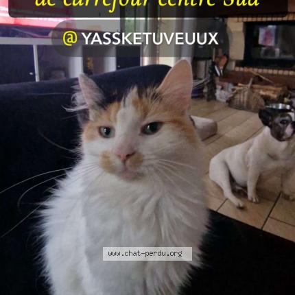 Foto 1/1 Nala Chat perdido en Le mans