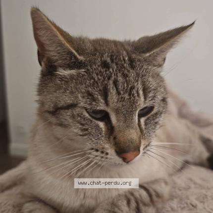 Foto 1/1 Pitch Chat perdido en Chauve