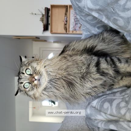 Foto 1/1 Tigrou Chat perdido en La couronne