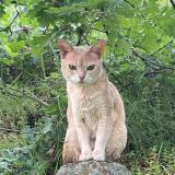 Foto del gato perdido en Malleval