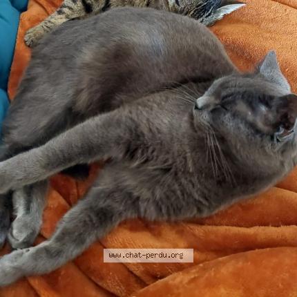 Foto 1/1 Isabelle Merigot Chat perdido en Cuise la motte