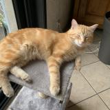 Foto del gato perdido en Caloire