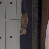 Foto del gato perdido en Nevers