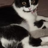 Foto del gato perdido en Francheville