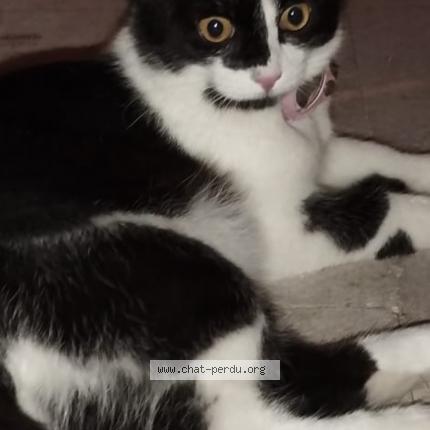 Foto 1/1 Miya Chat perdido en Francheville