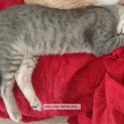 Foto 1/1 grizouille Chat perdido en Lanester