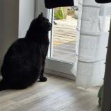 Foto del gato perdido en Berck