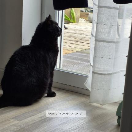 Foto 1/1 Alphonse Chat perdido en Berck